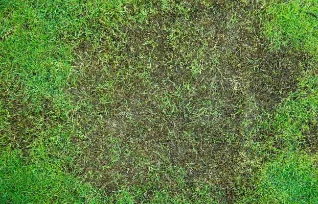 Flooded Turfgrass